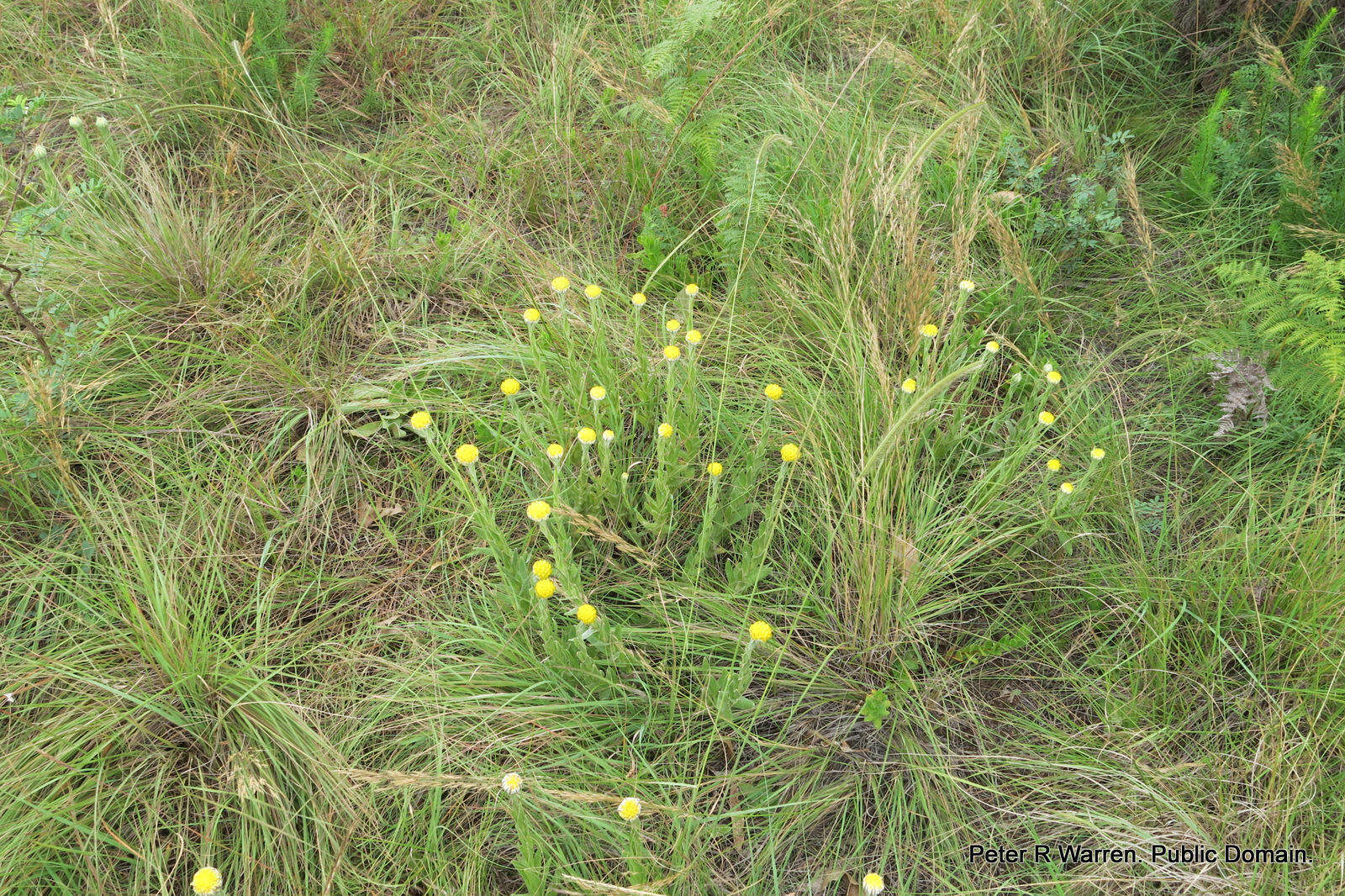 Слика од Helichrysum auriceps O. M. Hilliard