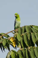 Image of Pacific Parrotlet