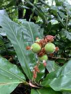 Image of Alpinia hainanensis K. Schum.