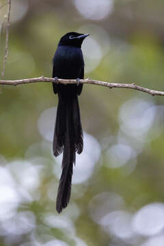 Image of Seychelles Black Paradise Flycatcher