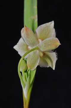 صورة Calochortus westonii Eastw.