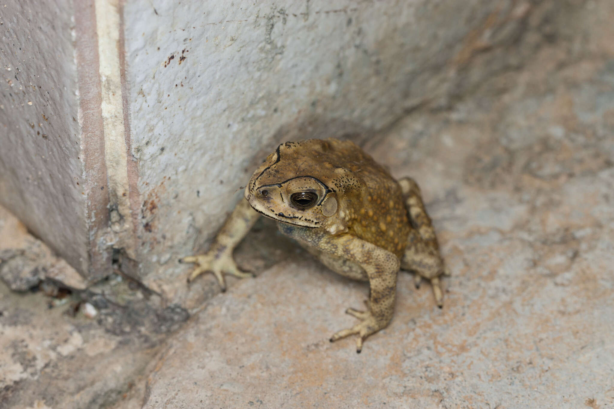 Image of Asian black-spined toad