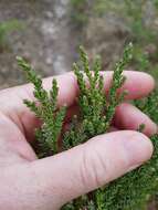 Imagem de Juniperus foetidissima Willd.