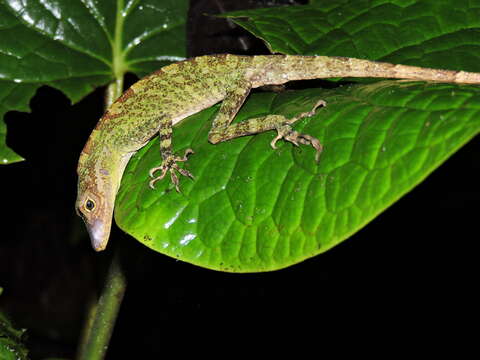 Image of Anolis podocarpus Ayala-varela & Torres-carvajal 2010