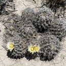 Plancia ëd Coryphantha hintoniorum Dicht & A. Lüthy