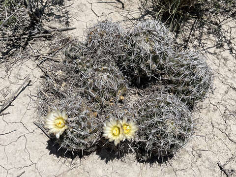 Image of Coryphantha hintoniorum Dicht & A. Lüthy