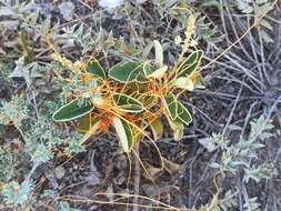 Image of Cuscuta stenolepis Engelm.