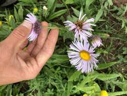 Image of Tall Fleabane