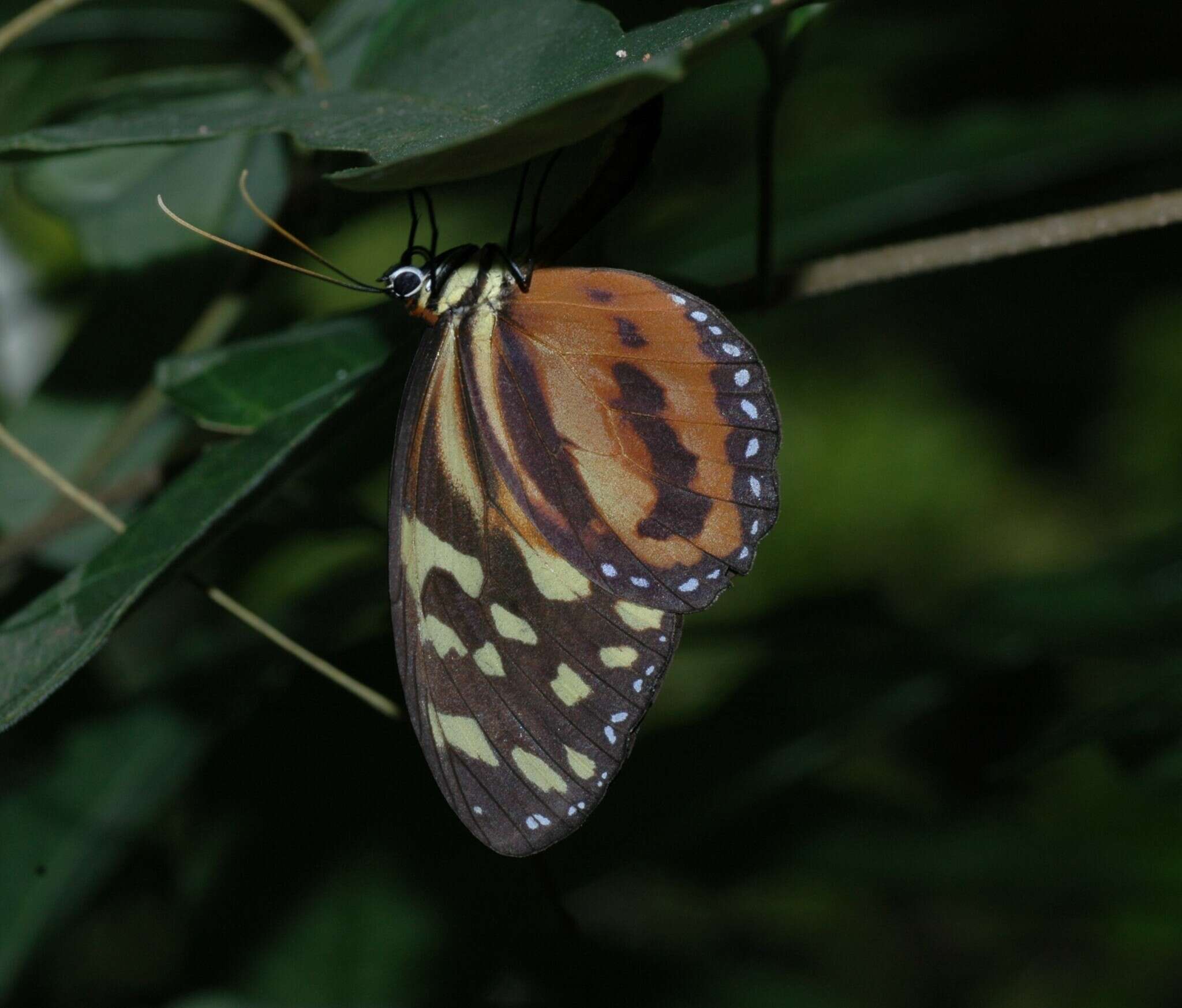 Imagem de Tithorea harmonia hippothous Godman & Salvin 1879