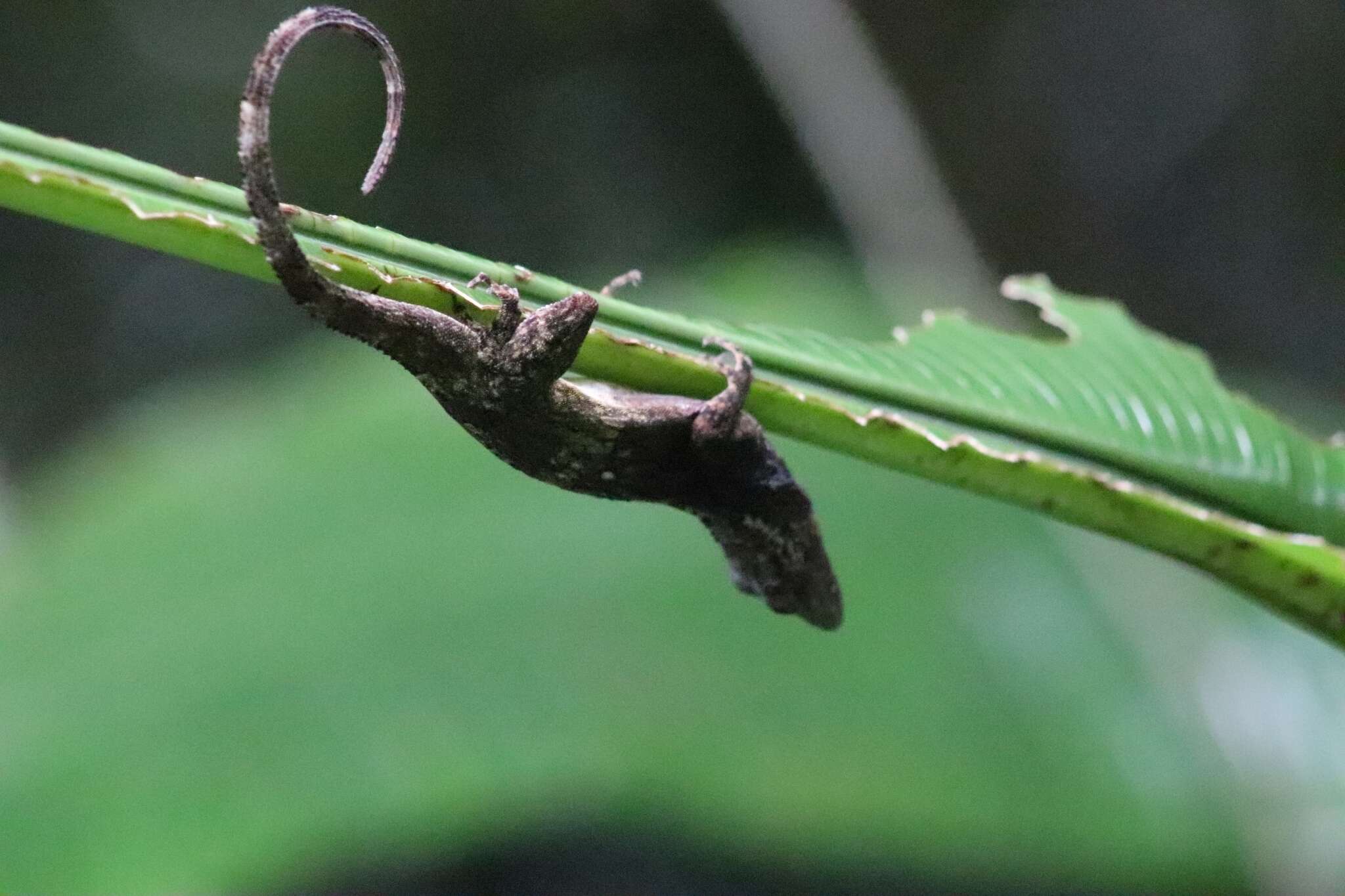 Image of Anolis charlesmyersi Köhler 2010