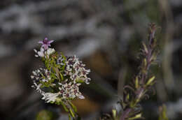 Image of Phylica lachneaeoides Pillans