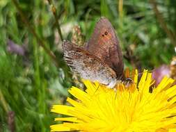 Image of Common Brassy Ringlet