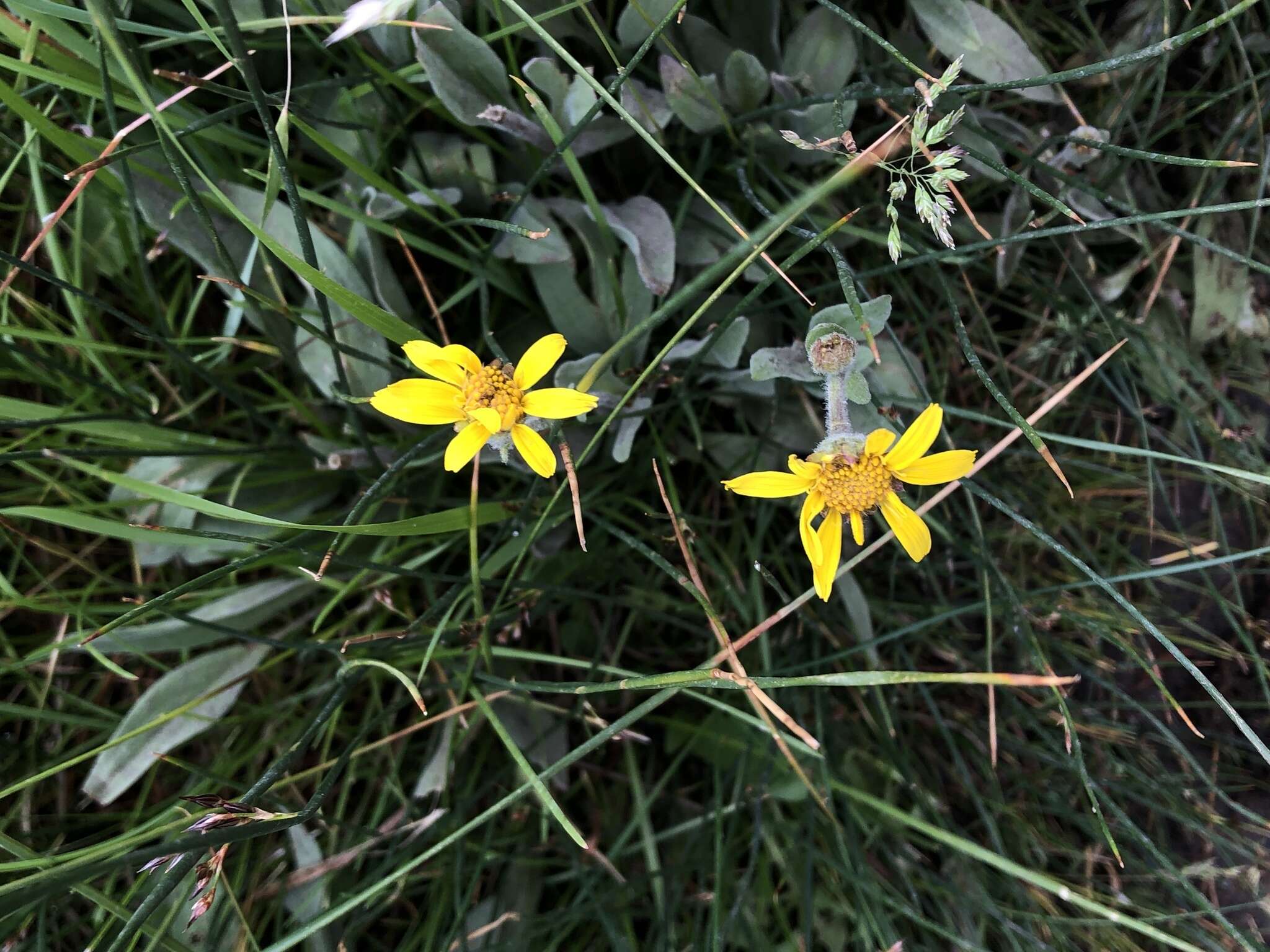 Слика од Arnica parryi A. Gray