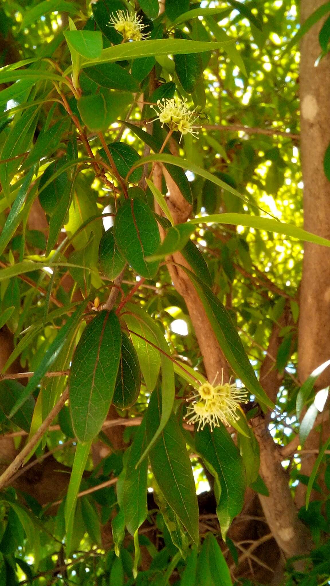 Image of Terminalia australis Cambess.