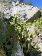 Image de Acalypha comonduana Millsp.