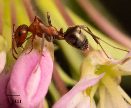 Imagem de Formica obtusopilosa Emery 1893