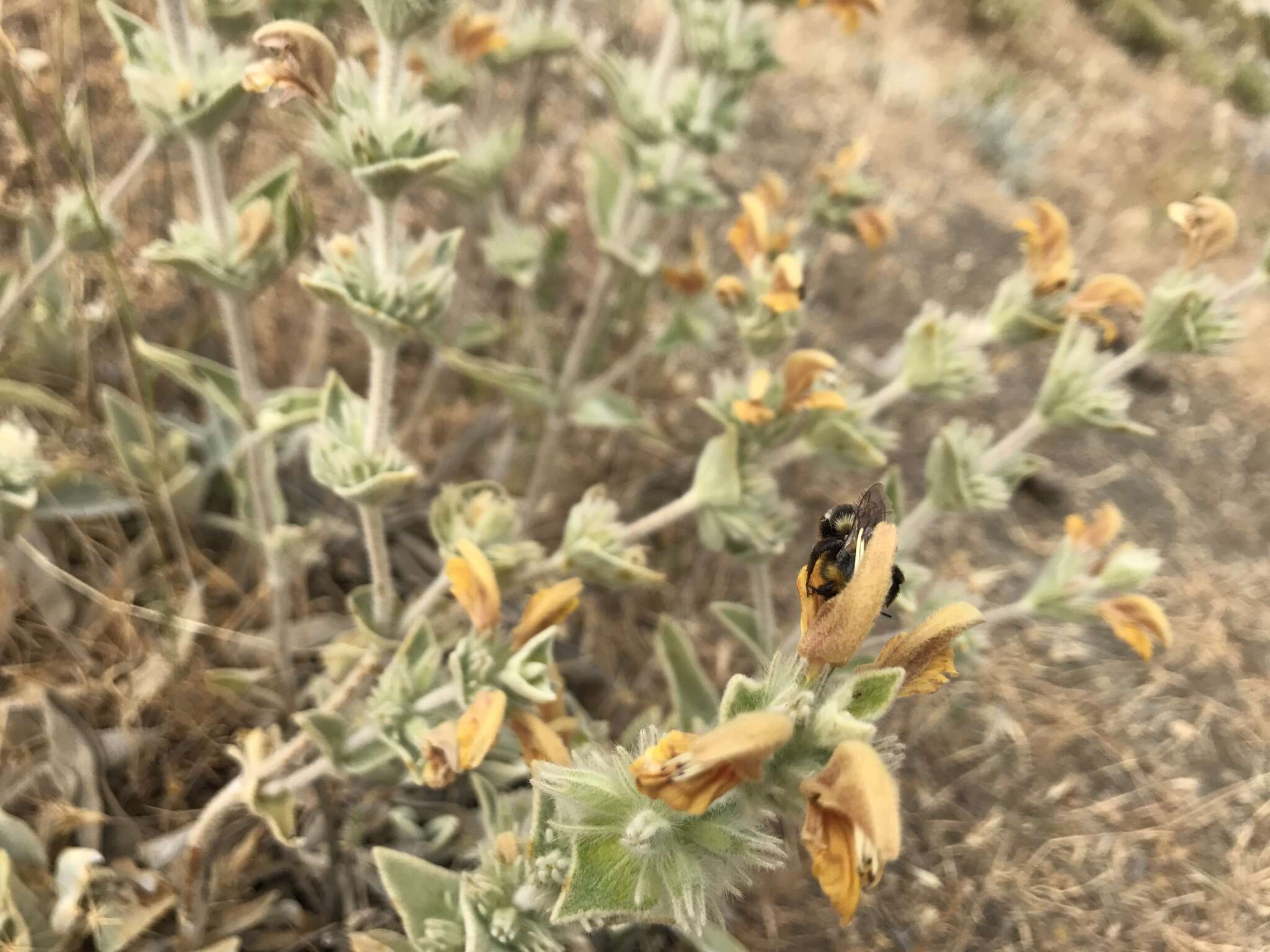 Image of Phlomis crinita Cav.