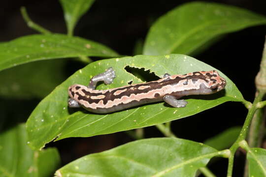 Image of Black-and-Gold Salamander