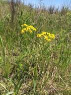 Image of golden ragwort