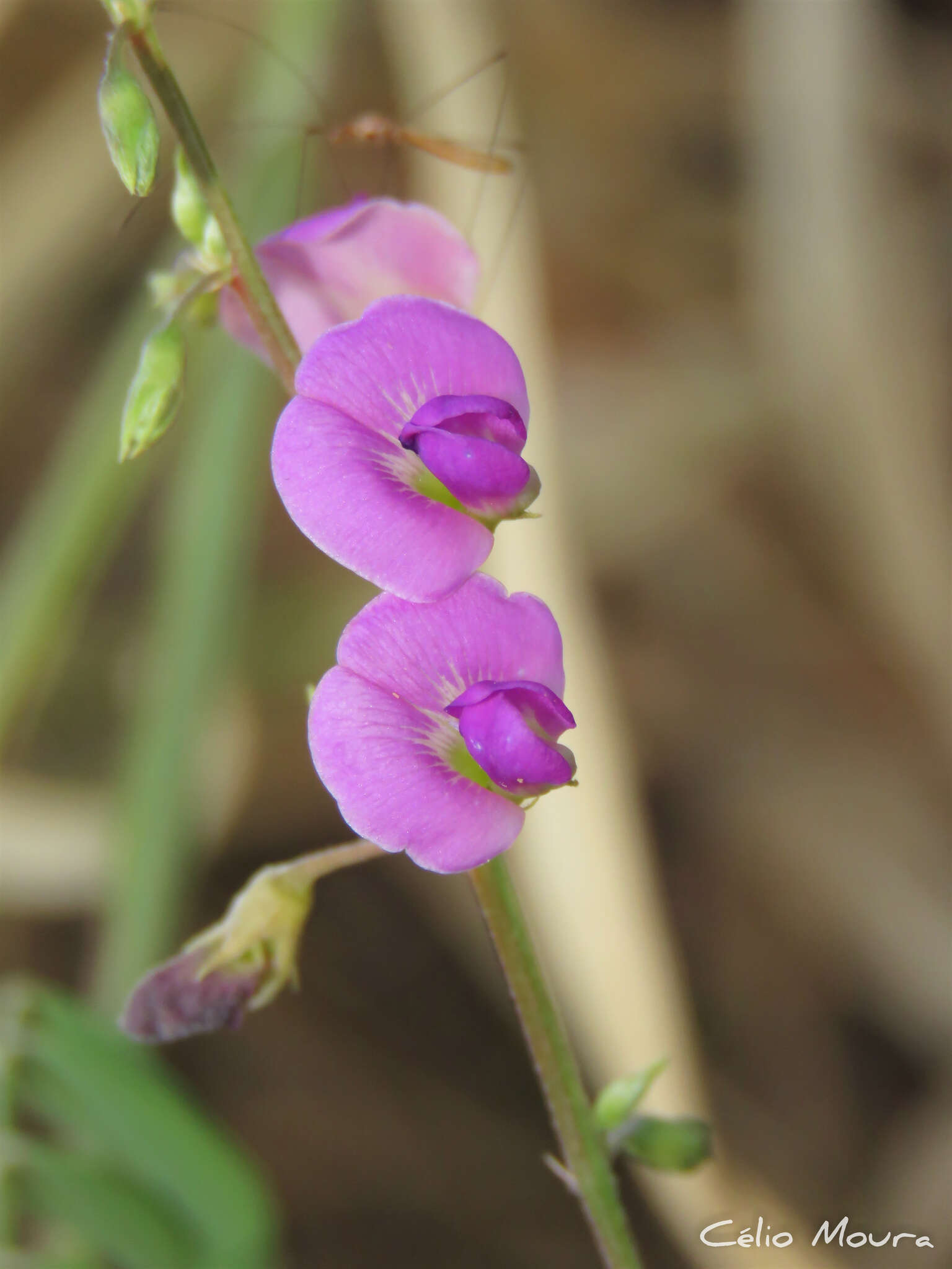 Tephrosia purpurea subsp. purpurea的圖片