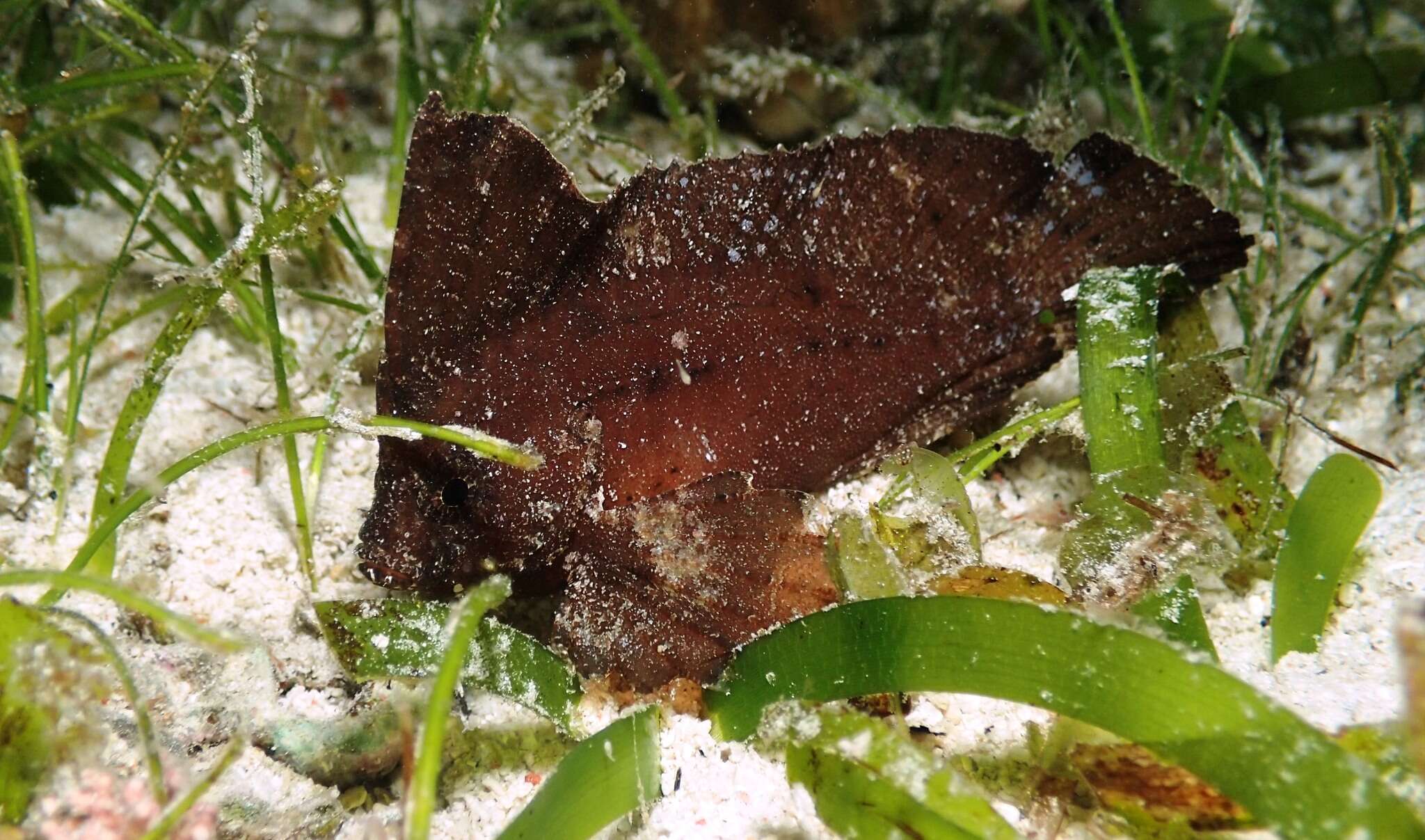 Image of Cockatoo fish