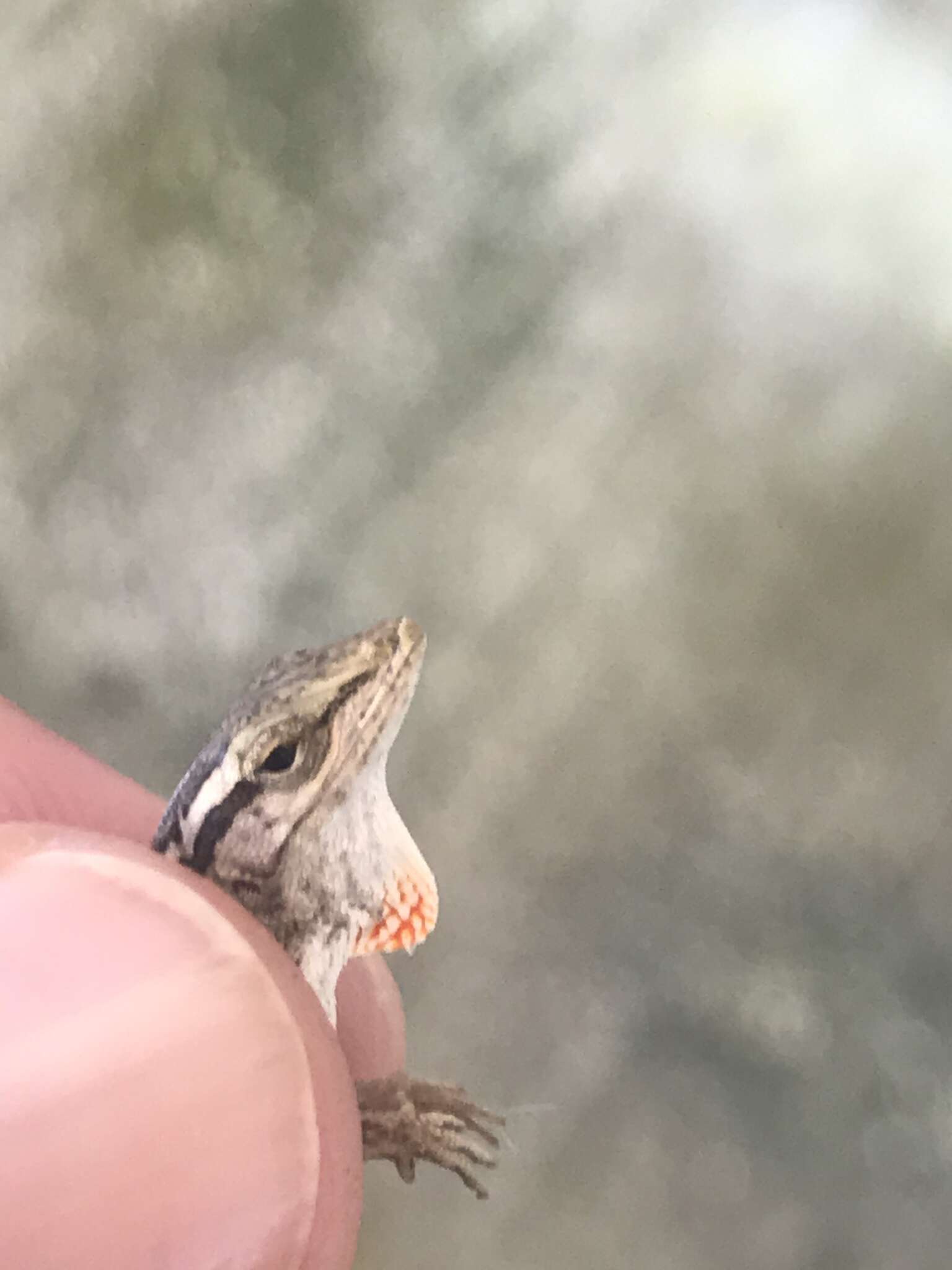 Image of Five-striped grass anole