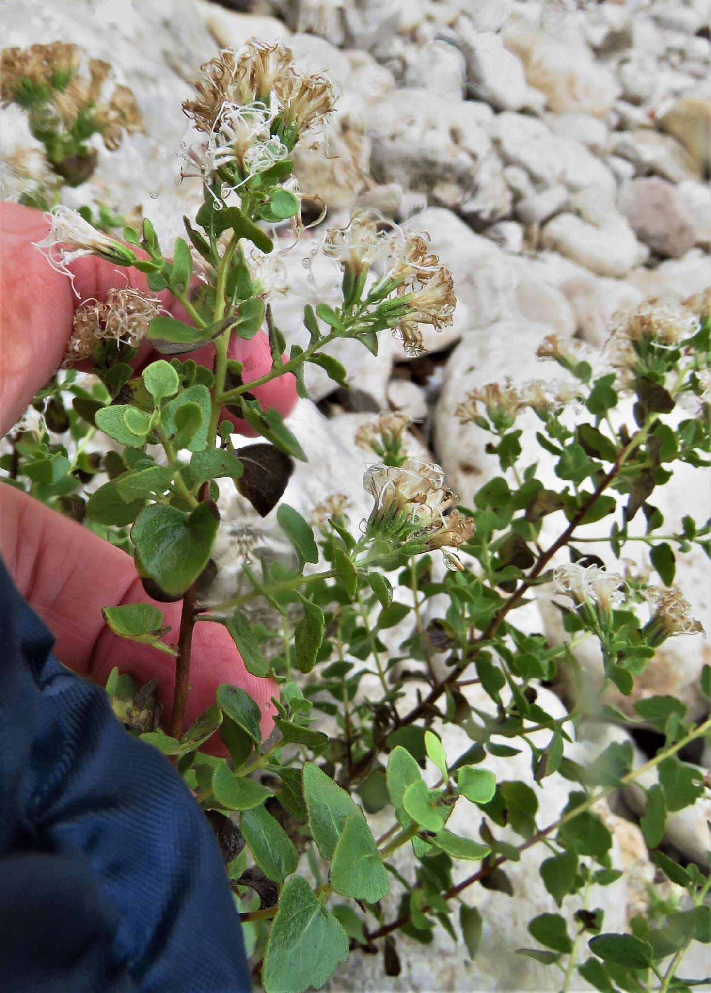 Sivun Ageratina wrightii (A. Gray) R. King & H. Rob. kuva