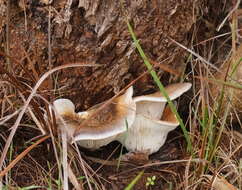 Image of Omphalotus nidiformis (Berk.) O. K. Mill. 1994