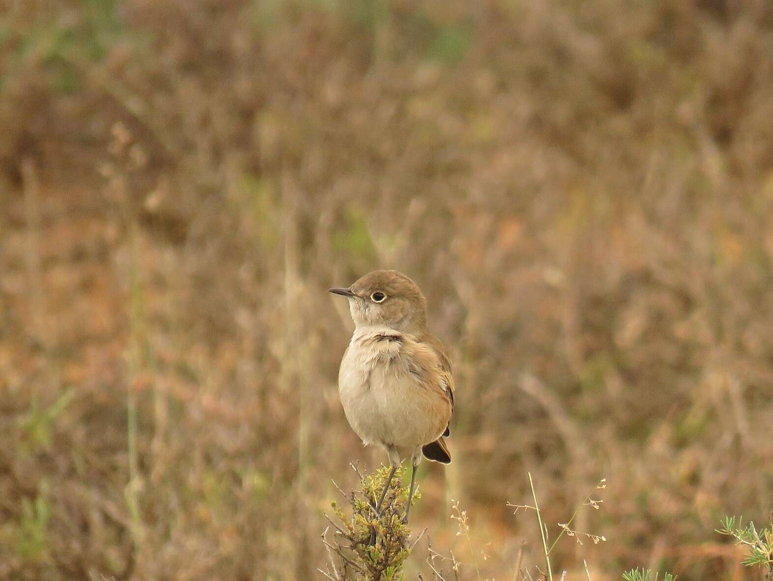 Image of Sickle-winged Chat