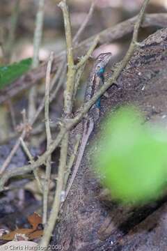 Image of Southern Prairie Lizard