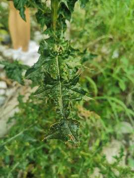 Plancia ëd Cirsium mexicanum DC.