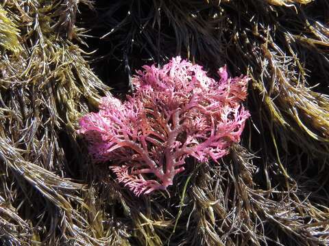 Image of Plocamium cartilagineum