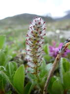 Image of arctic willow