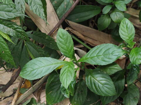 Imagem de Strobilanthes cusia (Nees) O. Kuntze