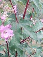 Image of Mountain mallow