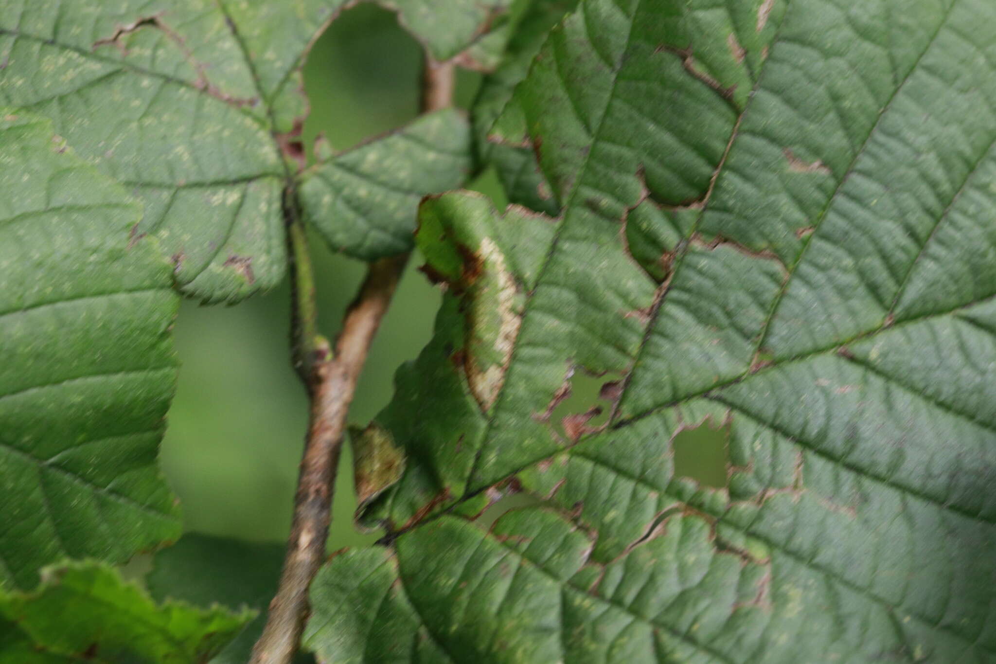 Image of Red Hazel Midget