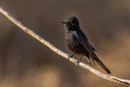 Image of Brazilian Black-tyrant