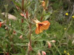 Image of Oenothera peruana W. Dietrich