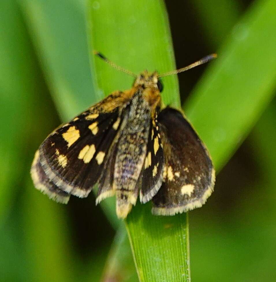 Image of Bush Hopper