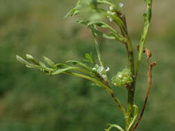 Image of Creeping Watercress