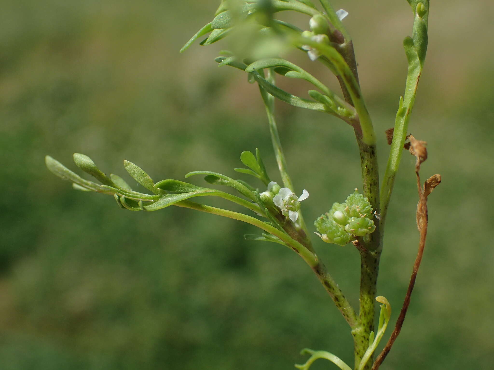 Image of Creeping Watercress