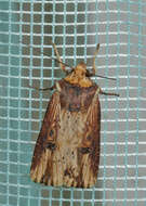 Image de noctuelle putride