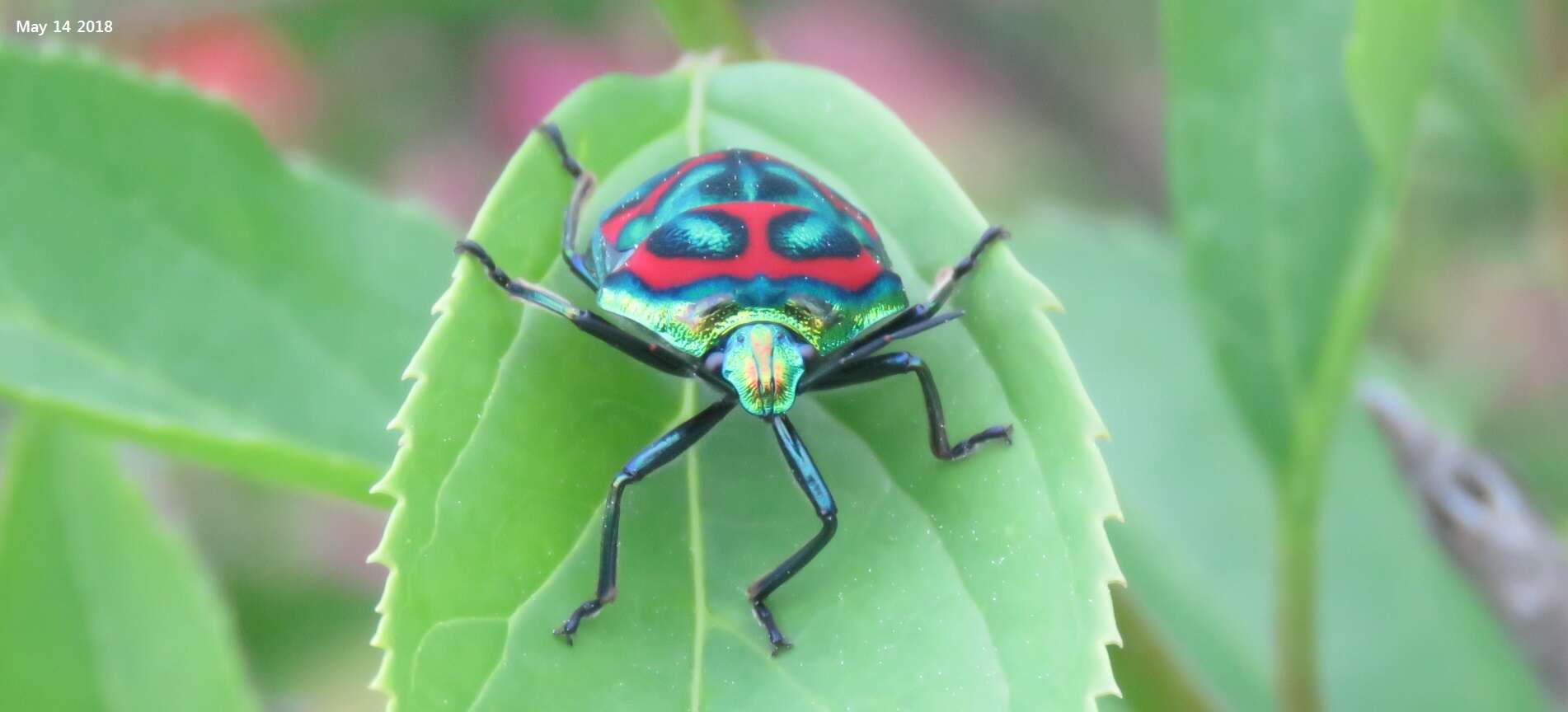 Image of Poecilocoris Dallas 1848