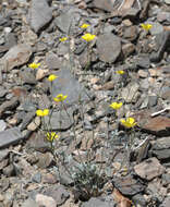 Image of Coville's poppy