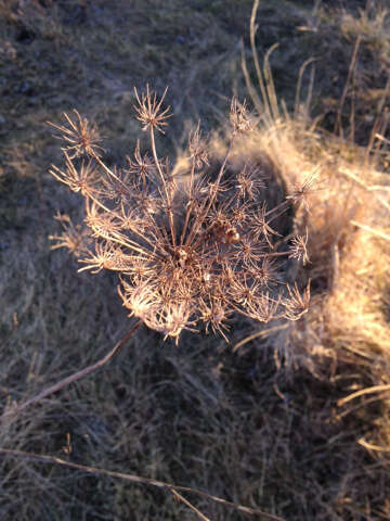 Image of Queen Anne's lace