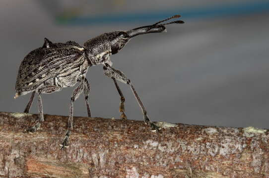 Image de Eurhynchus quadrituberculatus Boheman 1839