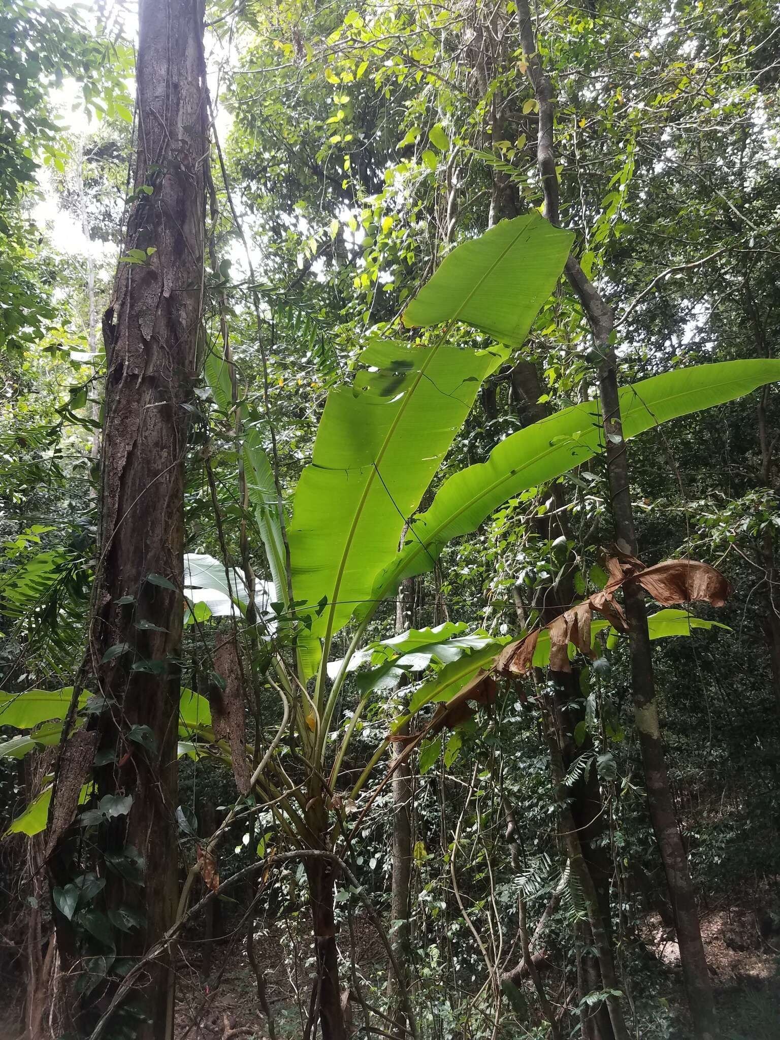 Image of Musa banksii F. Muell.