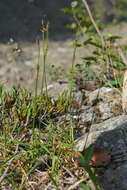 Image of Carex vaginata var. vaginata