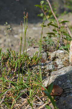 Image of Carex vaginata var. vaginata