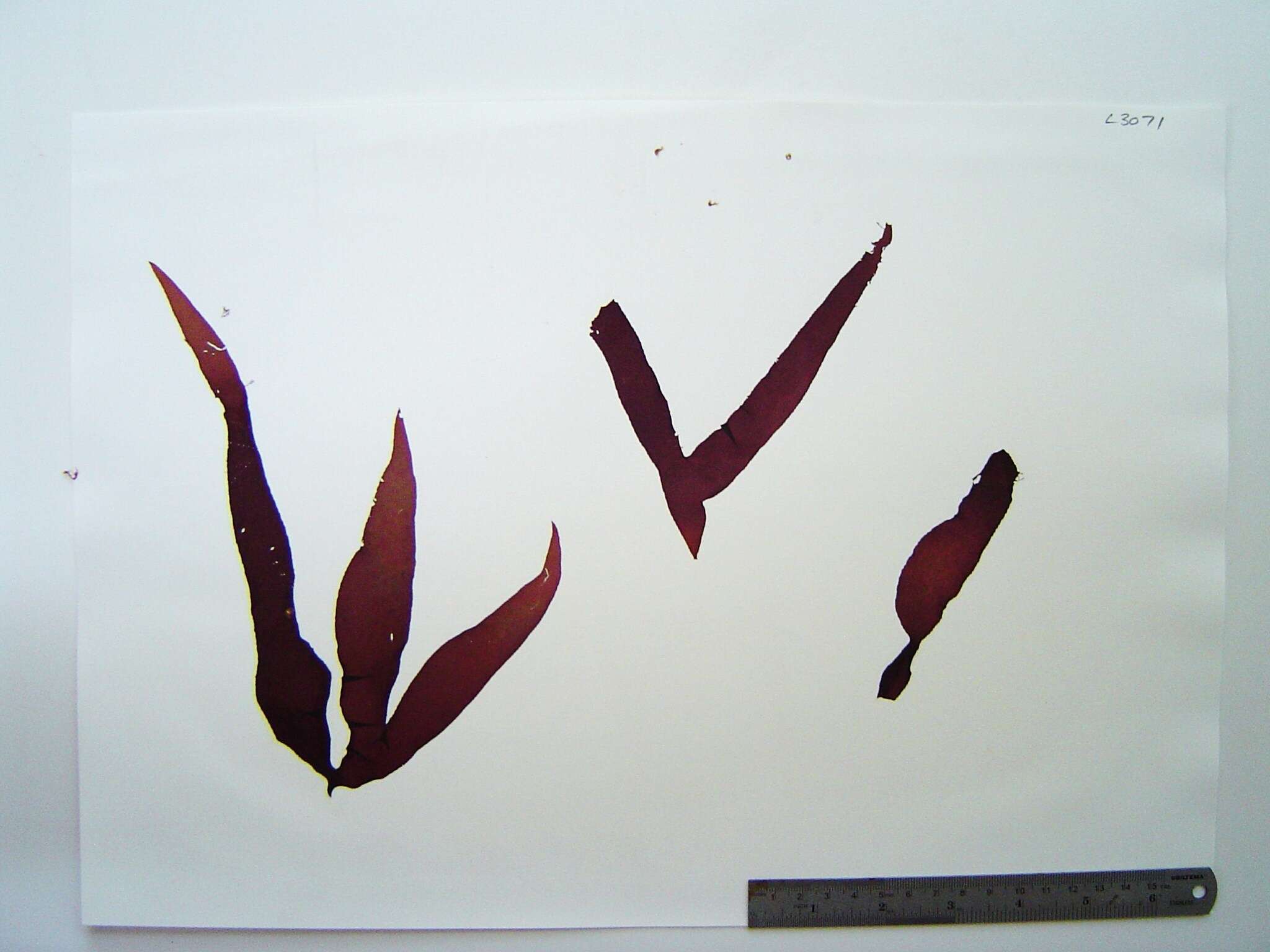 Image of Algae